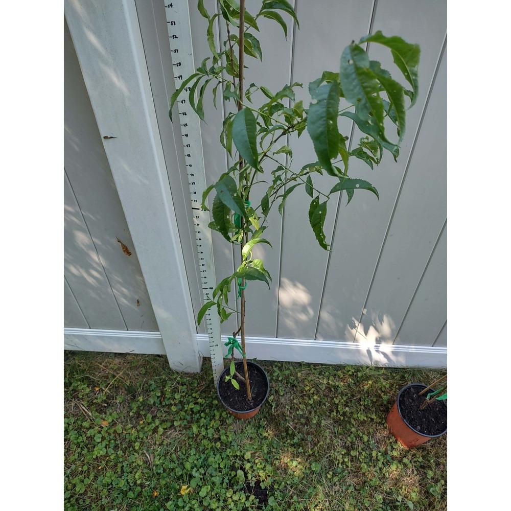 Elberta Peach Tree Saplings Fruit Tree 5'5" 65 In. Tall for Planting Plant - Picture 4 of 4